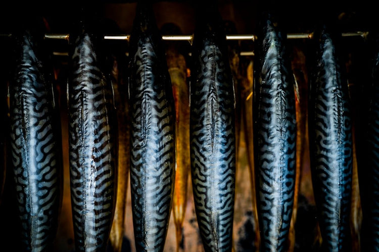 Mackerel