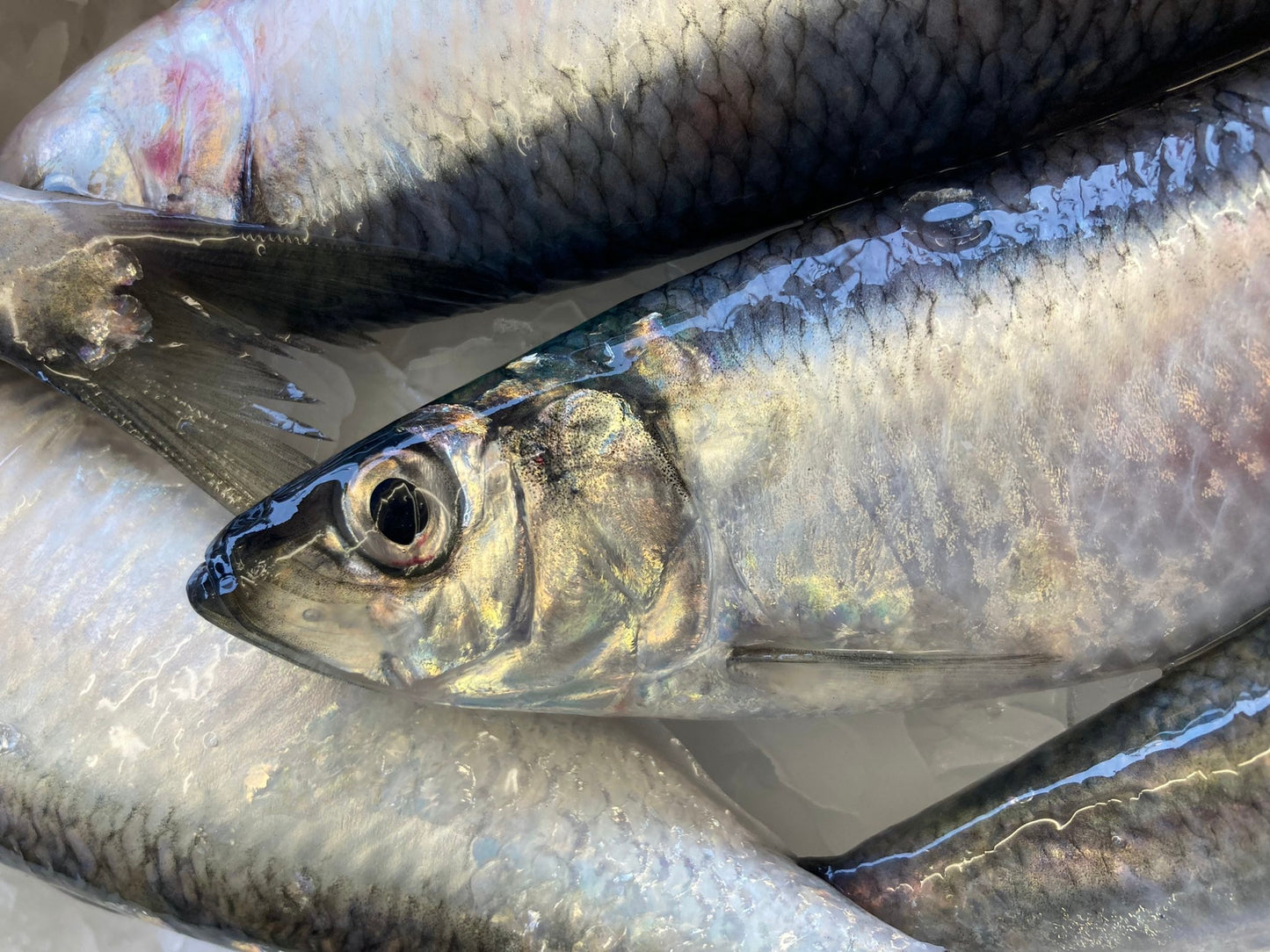 Whole Fish Box Collection